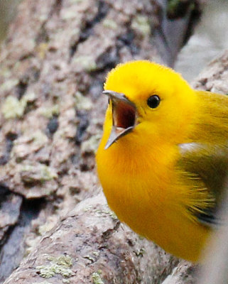  Prothronotary Warbler 