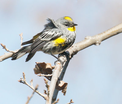 Audubon's Warbler 
