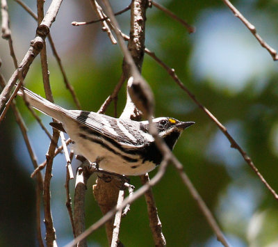Black-throated Gray Warbler 