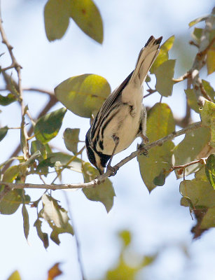 Black-throated Gray Warbler