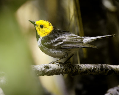 Hermit Warbler 