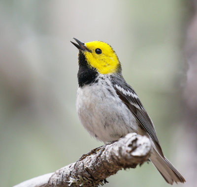 Hermit Warbler 