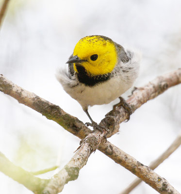 Hermit Warbler