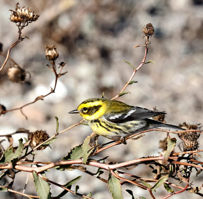 Townsend's Warbler 