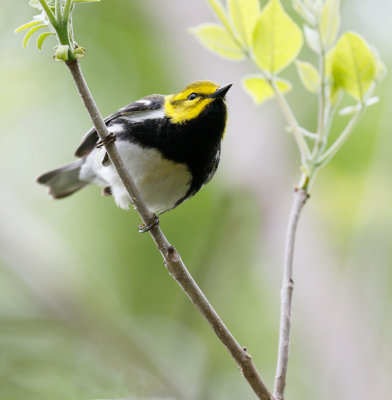 Black-throated Green Warbler 