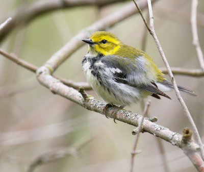 Black-throated Green Warbler 