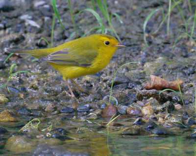 Wilson's Warbler