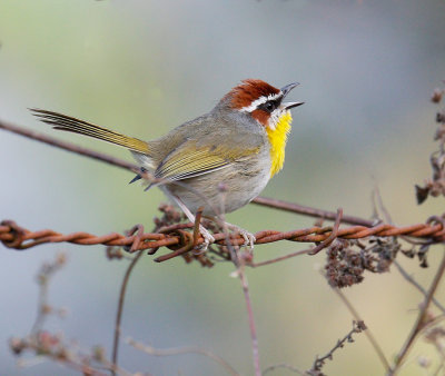 Rufous-capped Warbler 