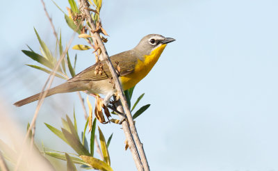 Yellow-breasted Chat 