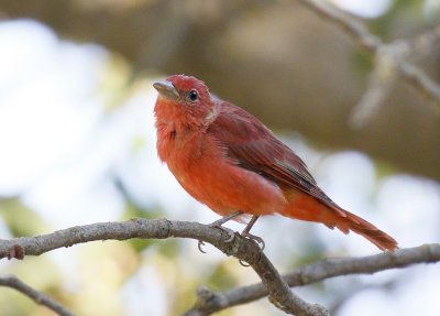 Summer Tanager 