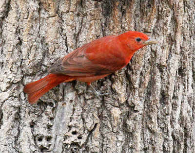 Summer Tanager 