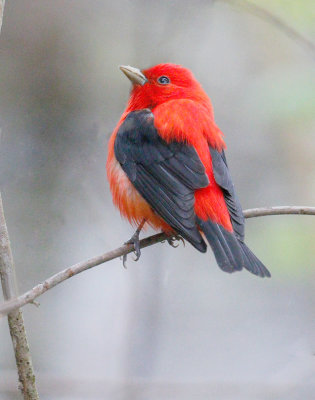 Scarlet Tanager 