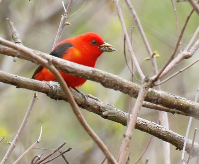 Scarlet Tanager 