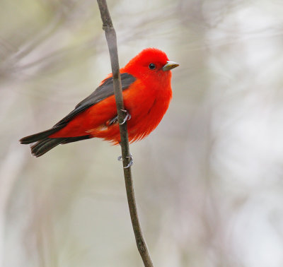 Scarlet Tanager 