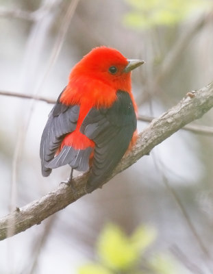 Scarlet Tanager 