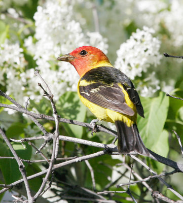 western_tanager