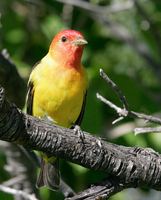 Western Tanager