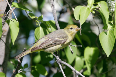 Western Tanager