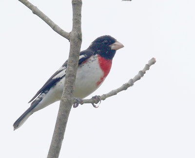 Rose-breasted Grosbeak 