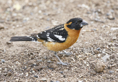  Black-headed Grosbeak 
