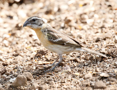  Black-headed Grosbeak