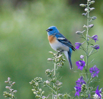 Lazuli Bunting