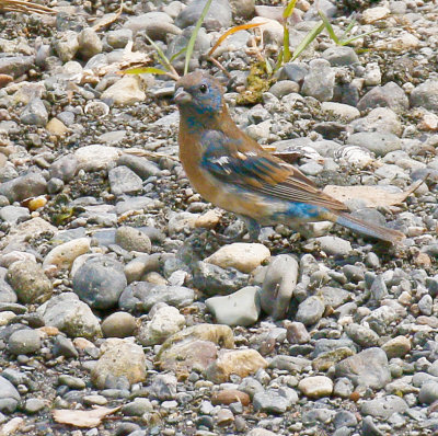 Lazuli Bunting 
