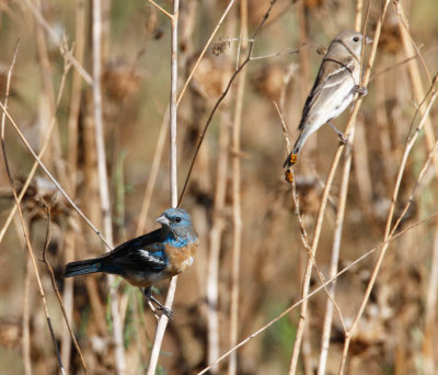 Lazuli Bunting 