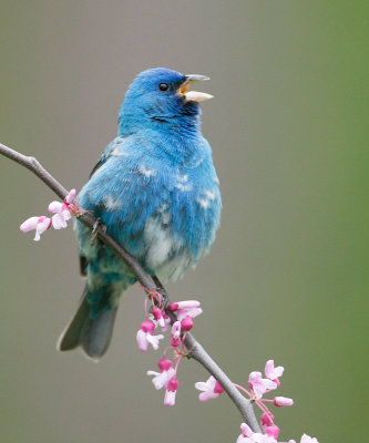 Indigo Bunting 