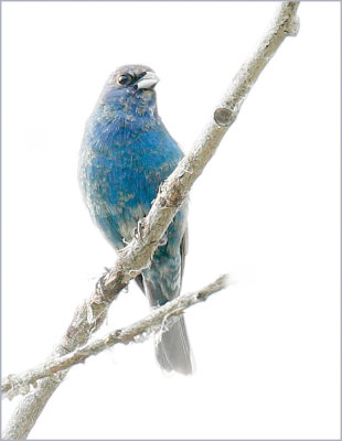 Indigo Bunting 