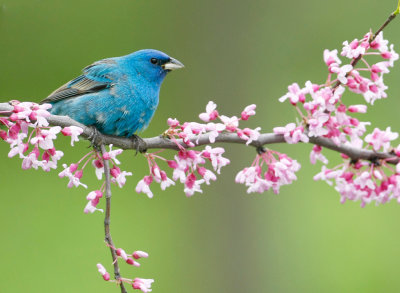 Indigo Bunting 