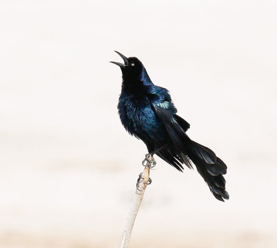 Great-tailed Grackle 