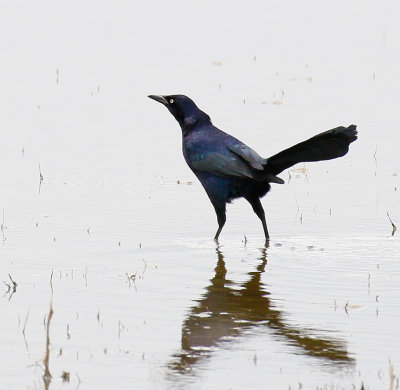 greattailed_grackle