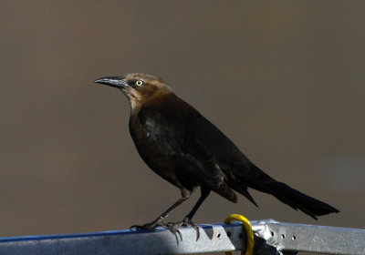 Great-tailed Grackle