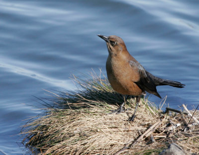 Boat-tailed Grackle