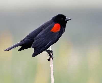 redwinged_blackbird