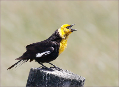 Yellow-headed Blackbird 