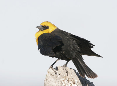 yellowheaded_blackbird