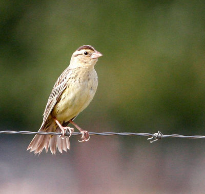 Bobolink