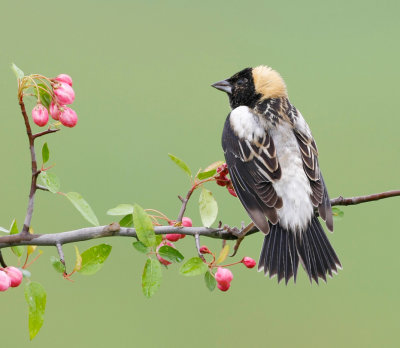 bobolink