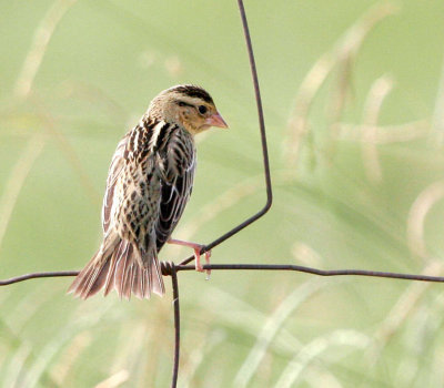 Bobolink 