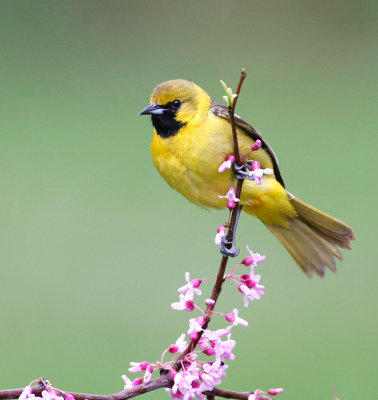 Orchard Oriole 