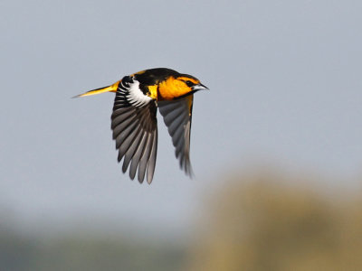 Bullock's Oriole 