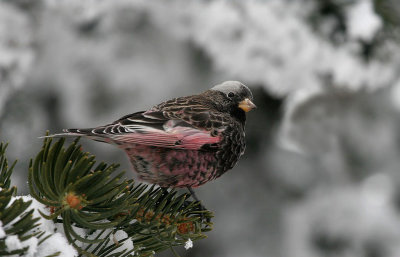 Gray-crowned Rosey-finch 