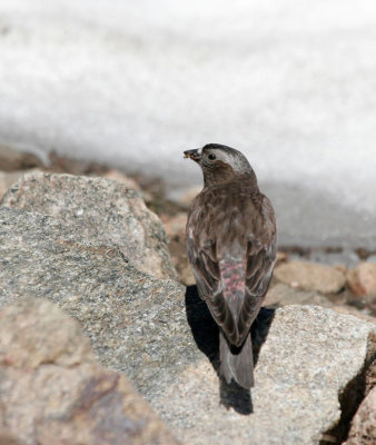 Black Rosy-finch