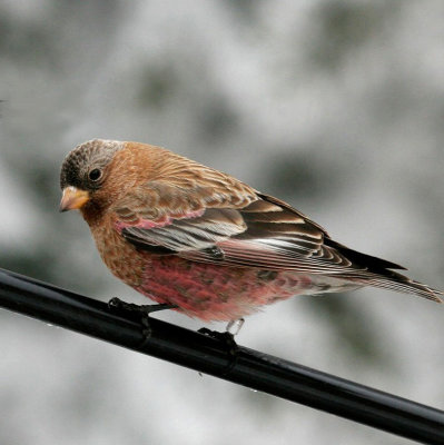 Brown-capped Rosey-Finch 