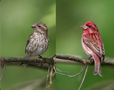 Purple Finch Pair 