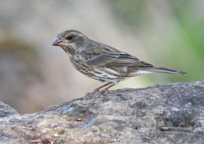 Purple Finch 