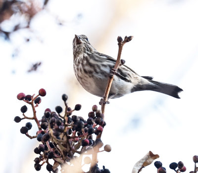 Purple Finch 