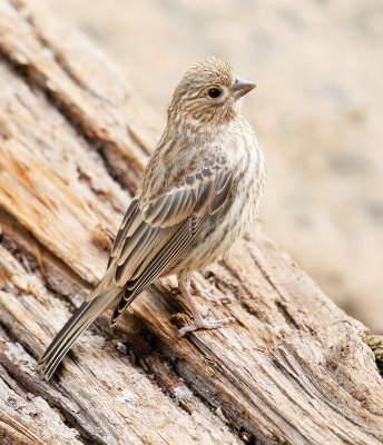House Finch 